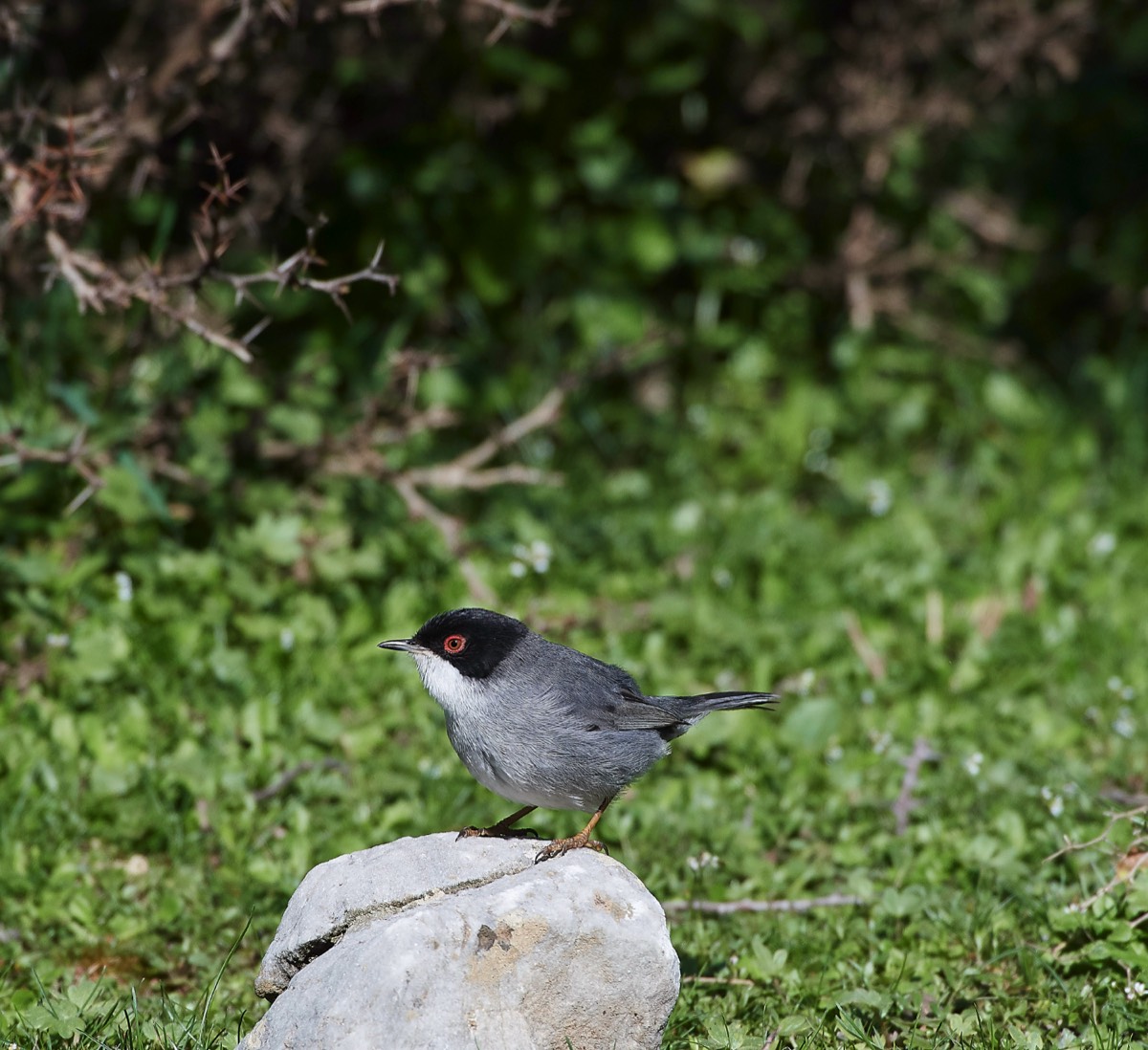 Sardinian Warbler - Omalos Crete 14/04/19