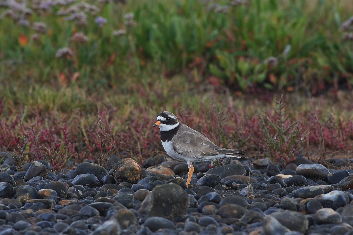 Ringed Plover - Salthouse 01/08/19