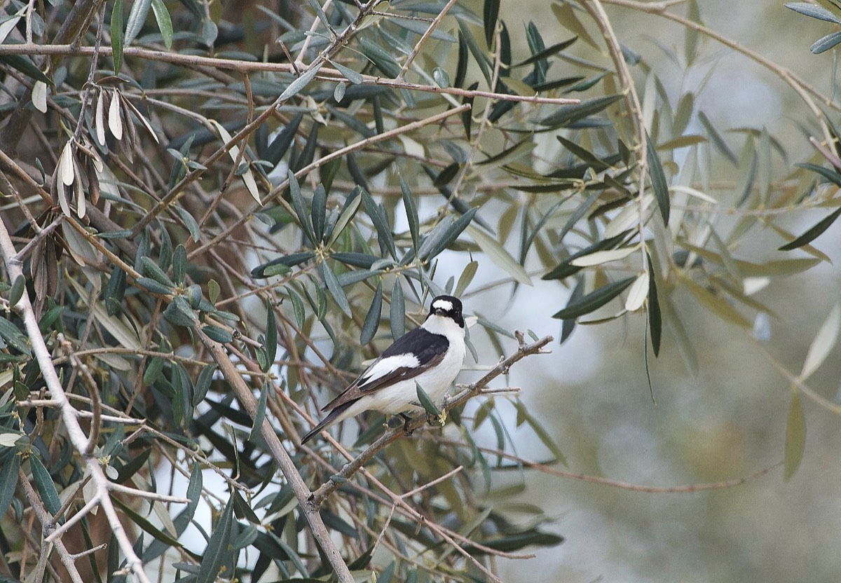 Collared Flycatcher - Armeni Crete 11/04/19