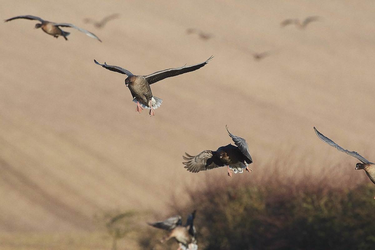 Pink Footed Goose - Chosely 30/12/19