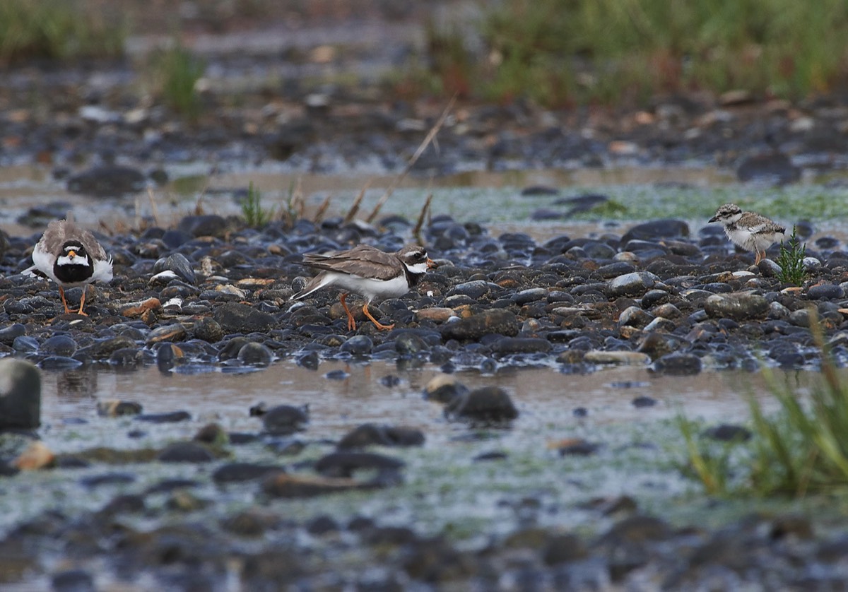 Ringed Plover & Young - Salthouse 01/08/19