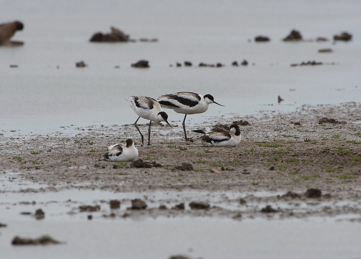 Avocets - Cley 06/09/19
