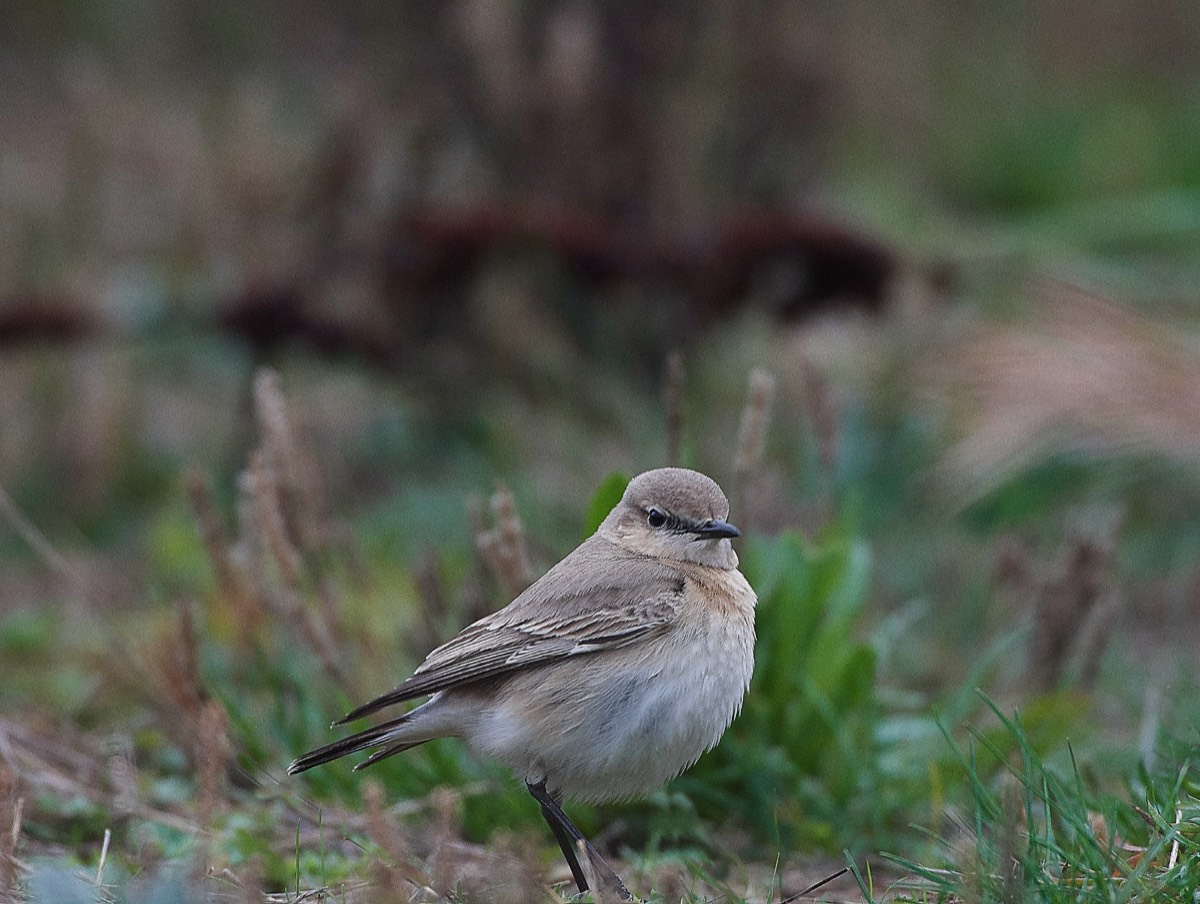Isabelline Wheatear - Cley 12/11/19