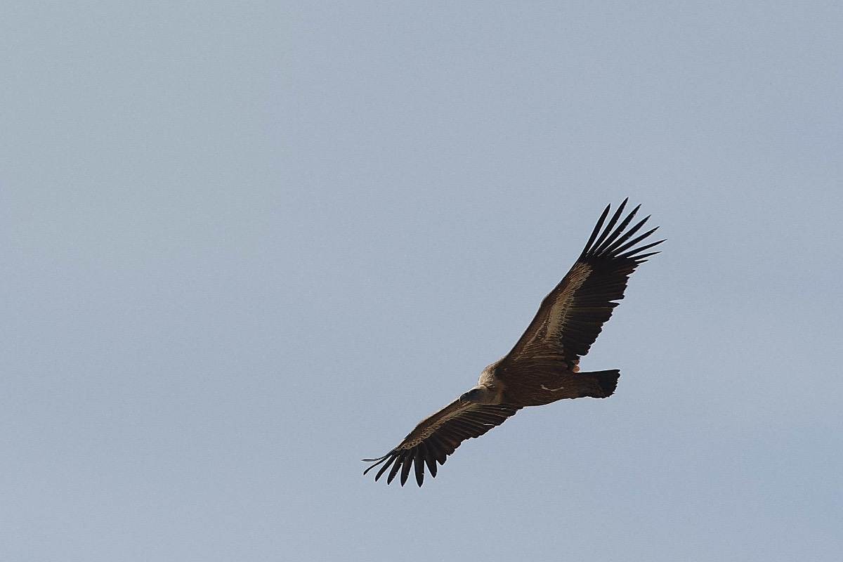 Griffon Vulture - Sfakia Annapolis Crete 12/04/19