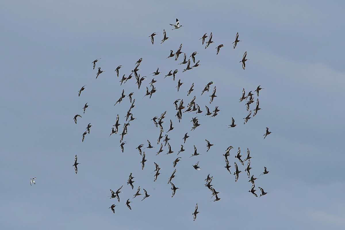 Black Tailed Godwit - Cley 19/06/19