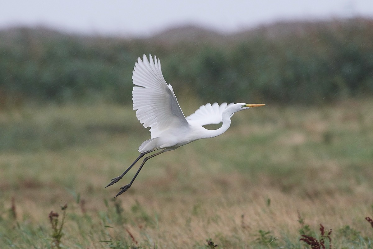 Great White Egret - Cley 14/08/19
