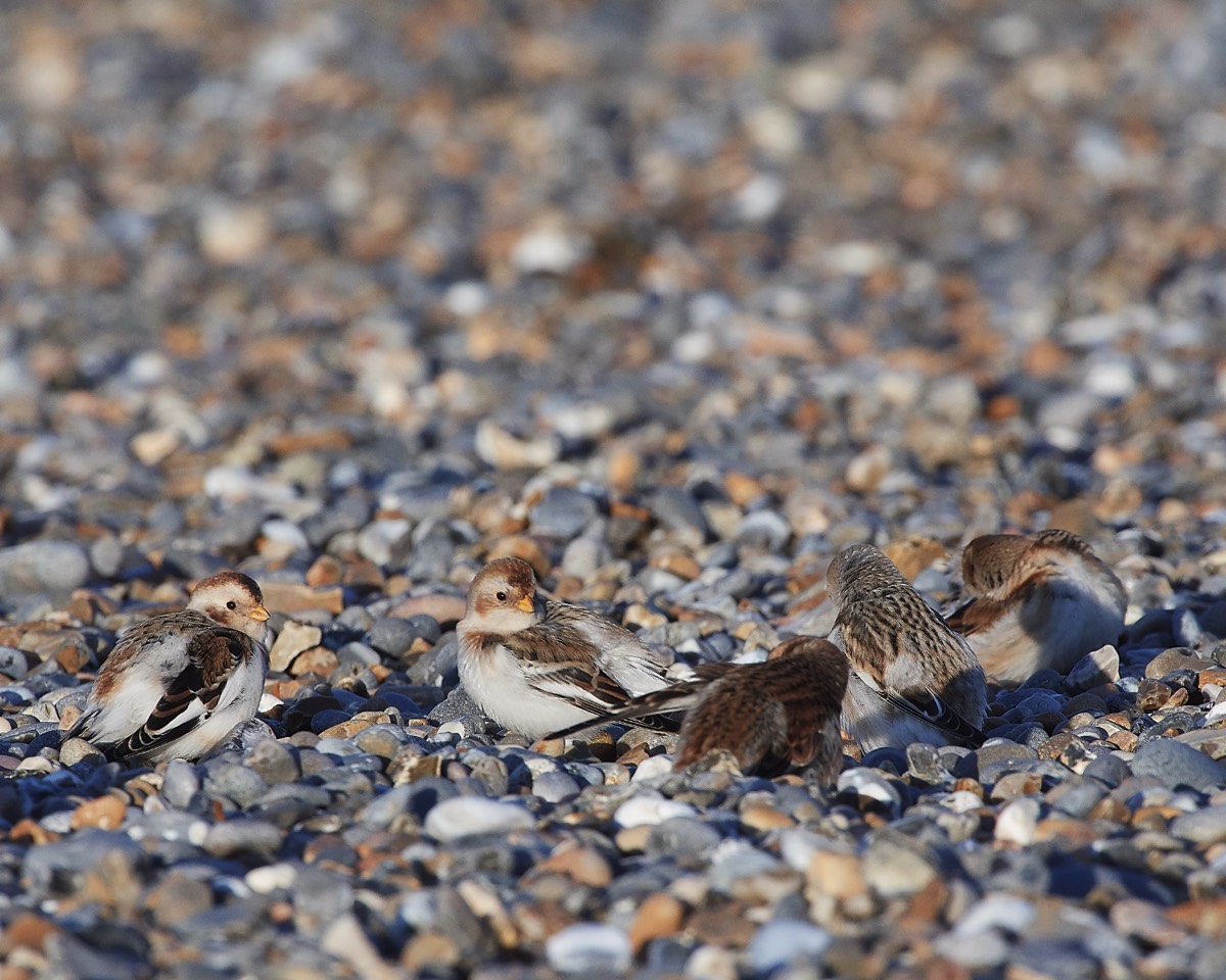 Snow Bunting - Cley 30/01/19