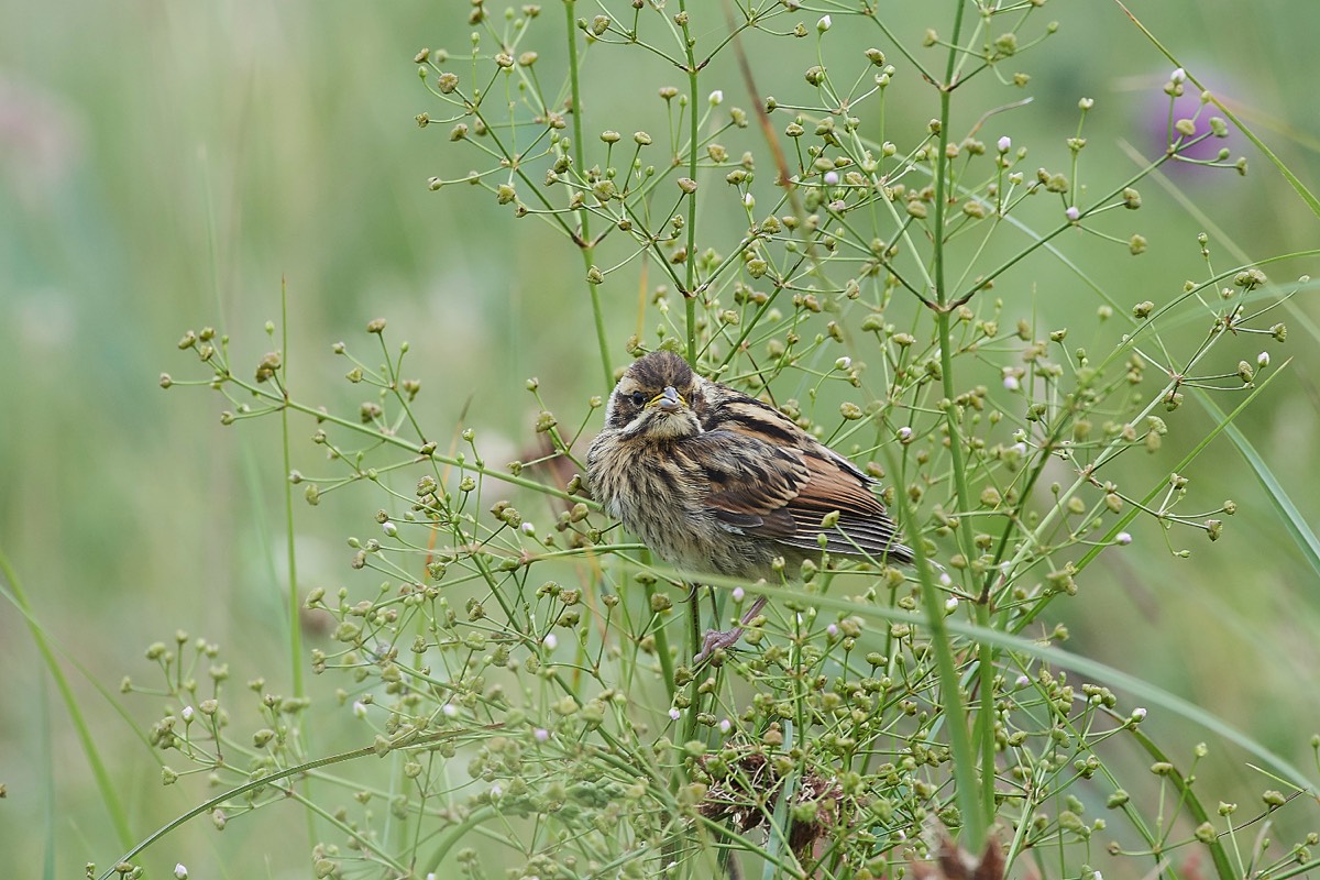 Young Reed Bunting - Cley 19/07/19