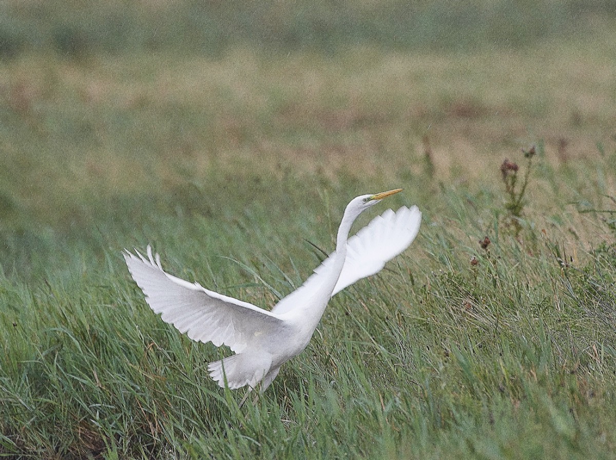 Great White Egret - Cley 14/08/19