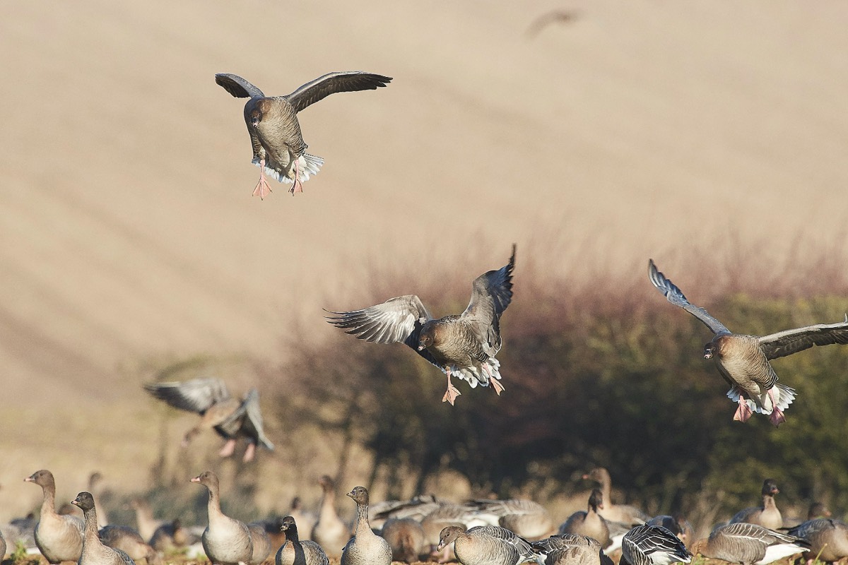 Pink Footed Goose - Chosely 30/12/19