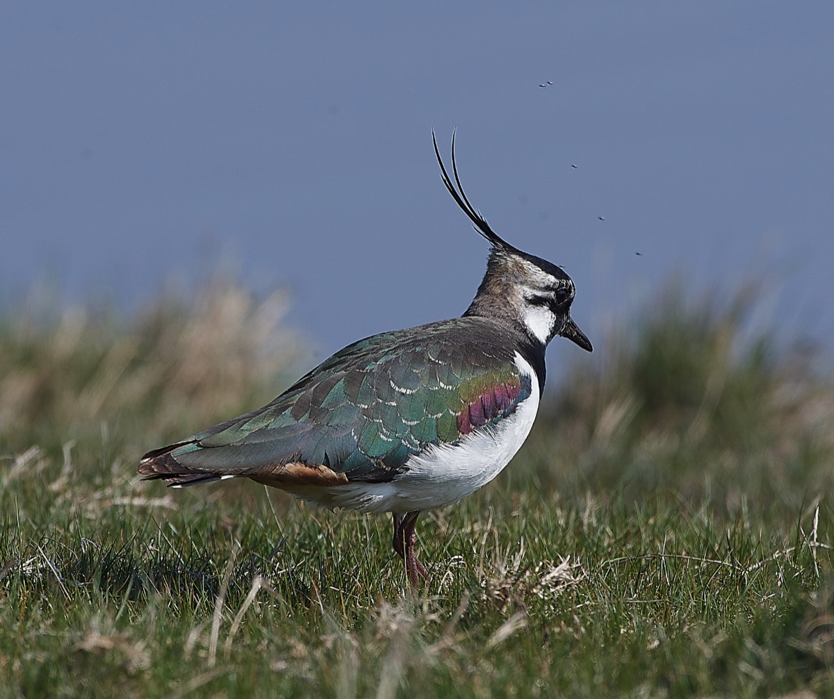 Lapwing - Cley 29/03/19
