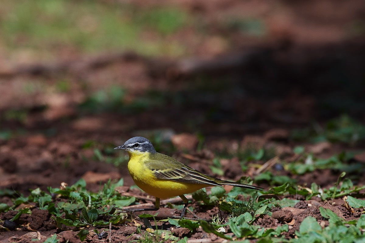 Blue-headed Wagtail - Aredena Crete 12/04/19