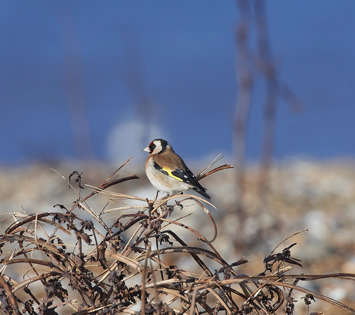 Goldfinch - Cley 30/01/19