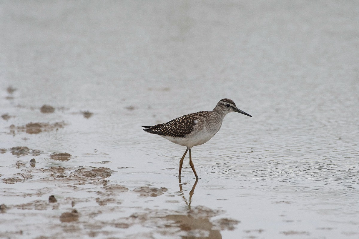 Wood Sand Piper - Cley 31/07/19