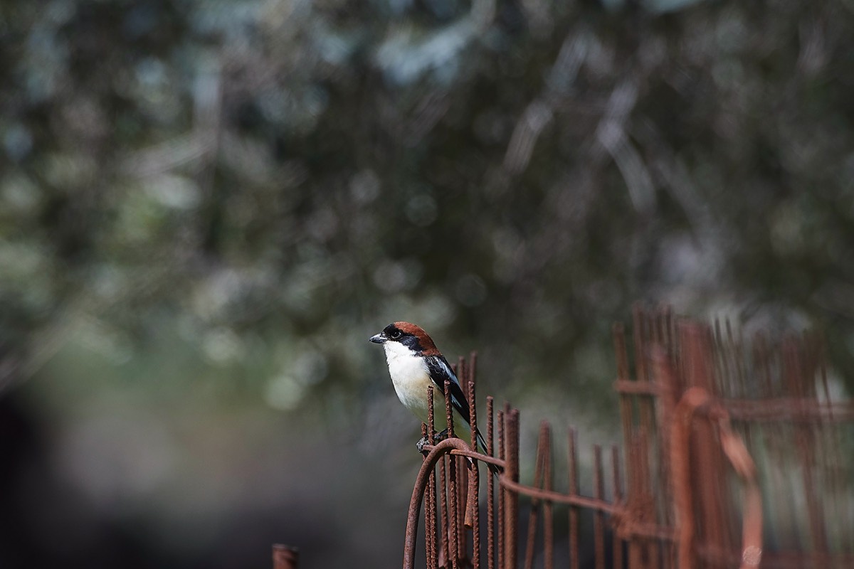Woodchat Shrike - Aredena Crete 12/04/19