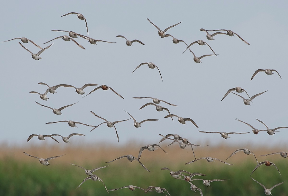 Knot - Cley 19/06/19