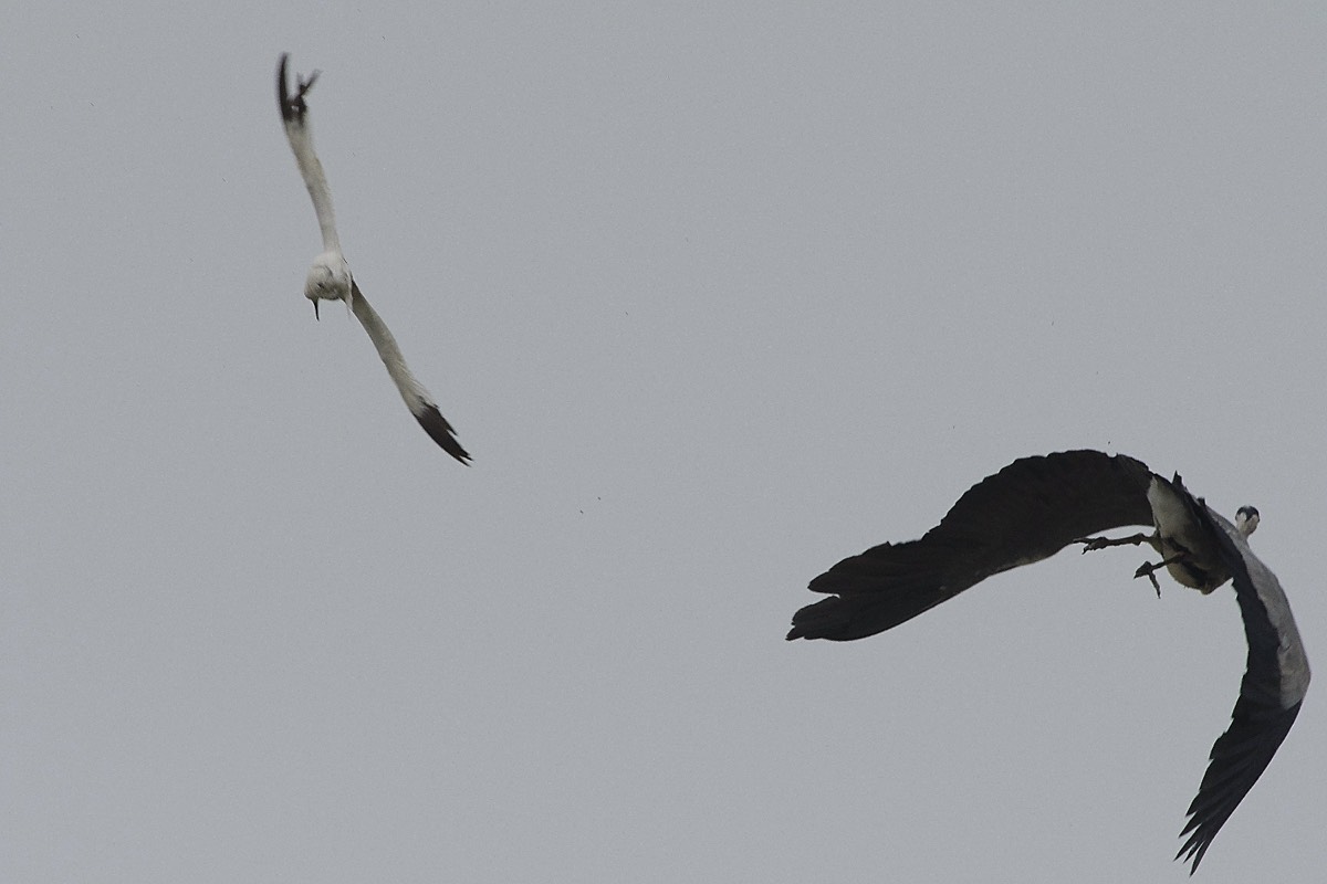 Avocet buzzing a Heron - Cley 27/07/19