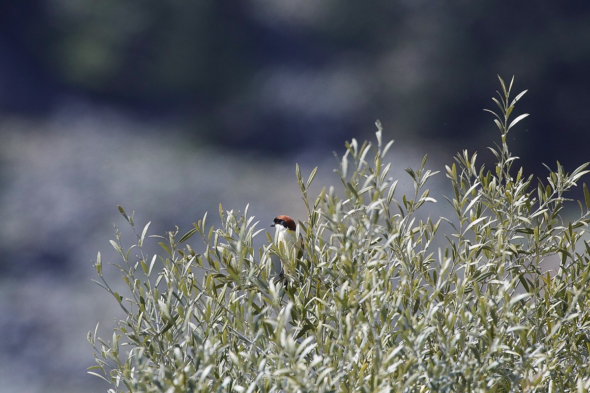 Woodchat Shrike - Aredena Crete 12/04/19