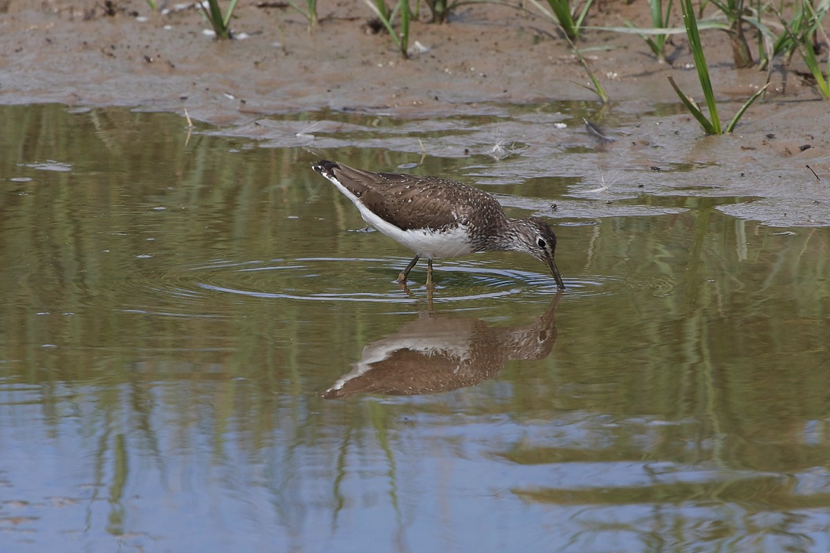 Green Sand Piper - Cley 03/08/19