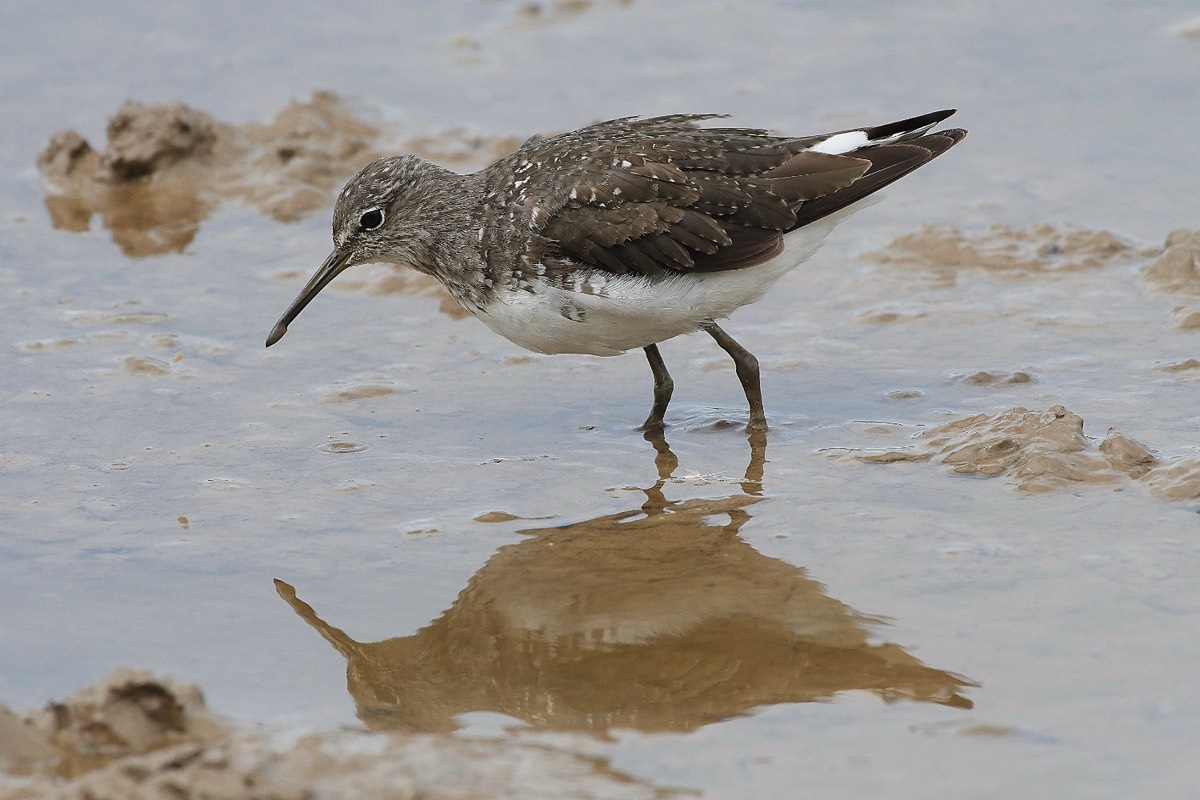 Green Sand Piper - Cley 12/08/19