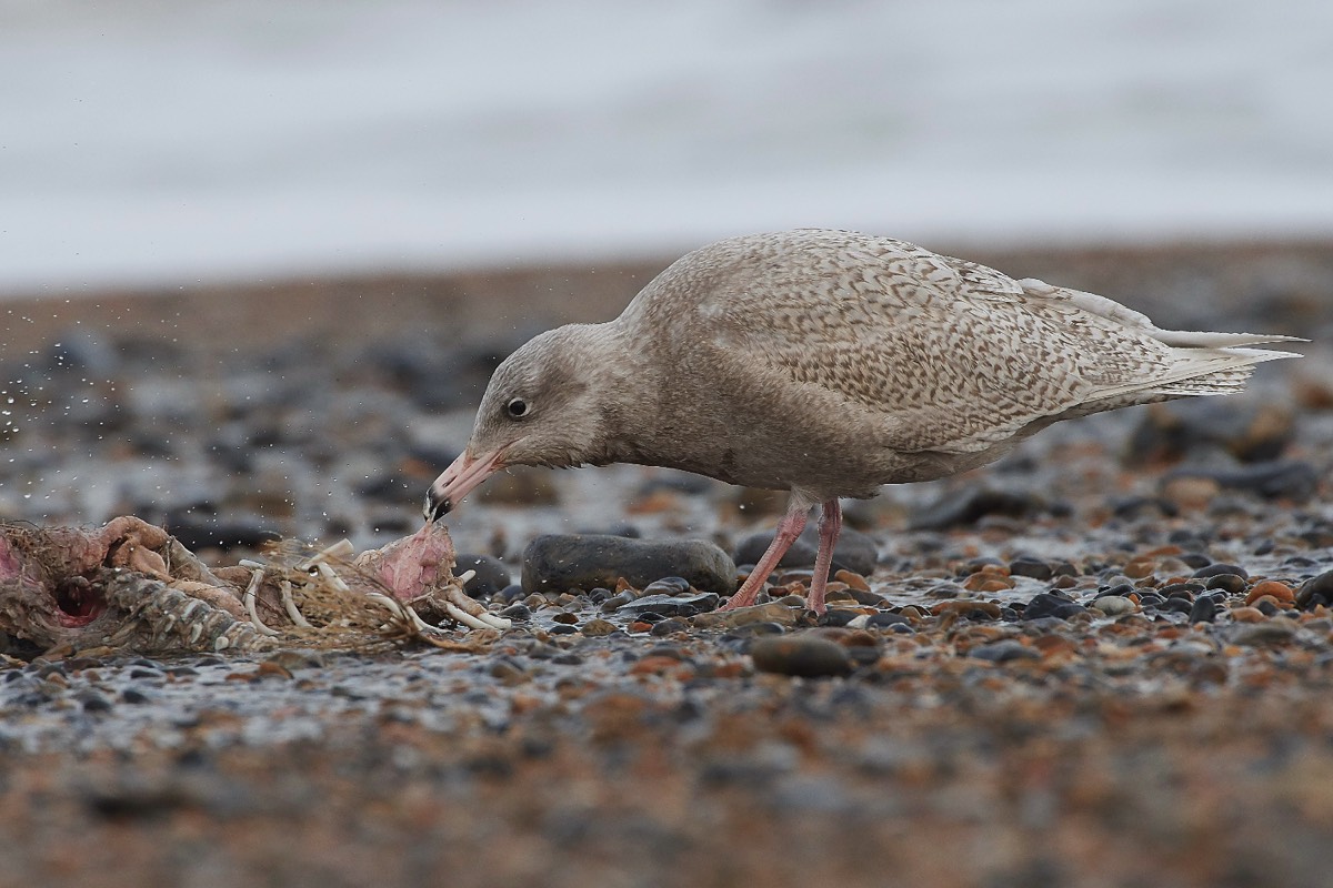 Glaucous Gull - Cley 18/01/19