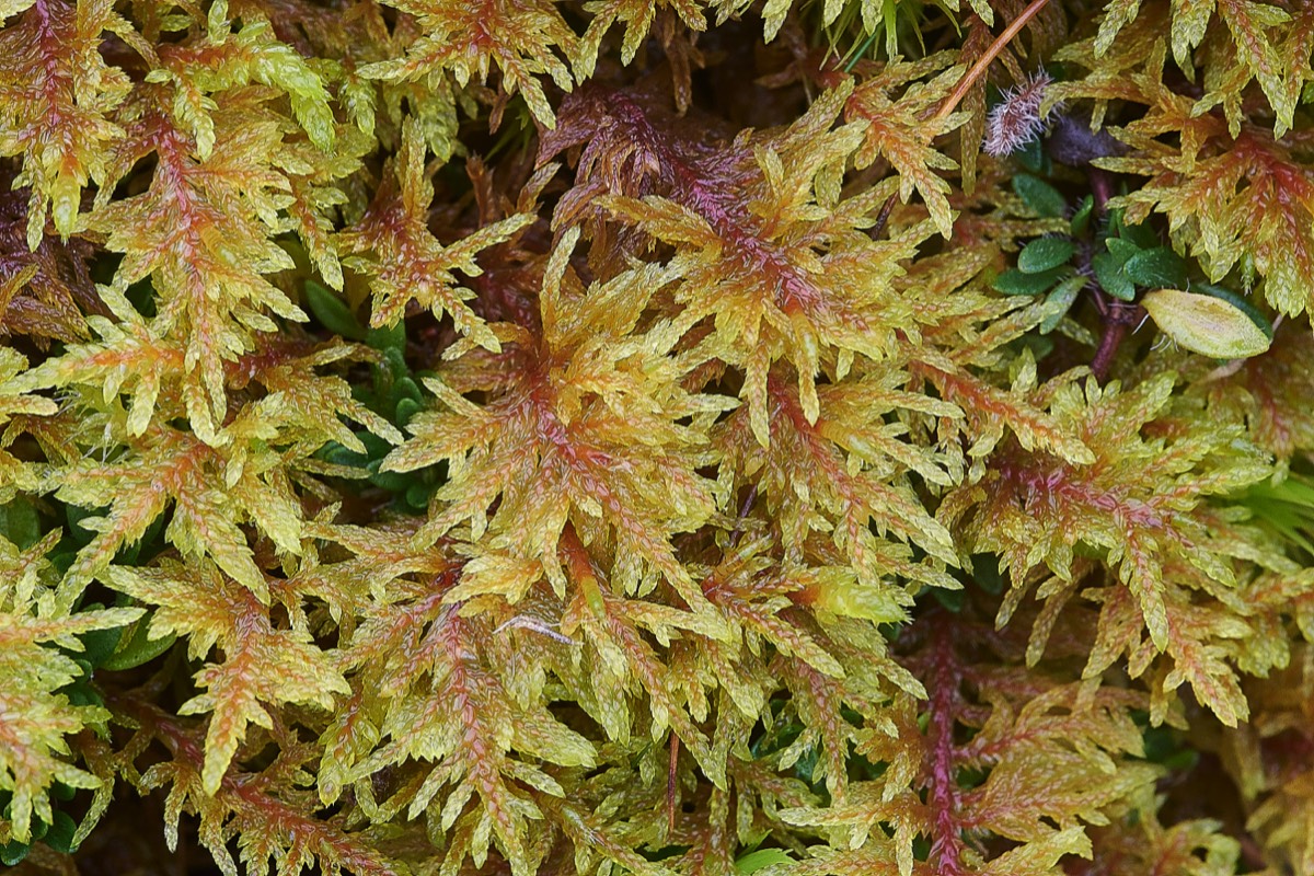 Glistening Wood-moss - Llangatock Wales 01/11/19