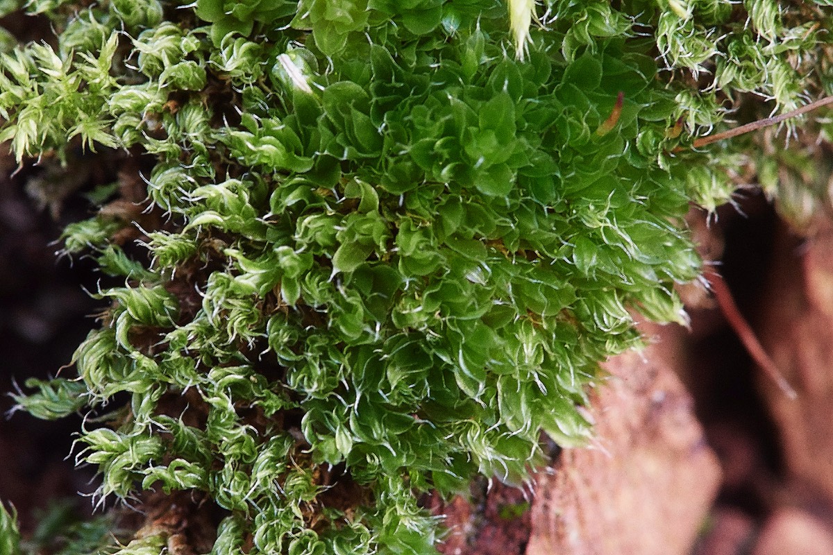 Creeping Feather-moss - Hindringham 08/12/19