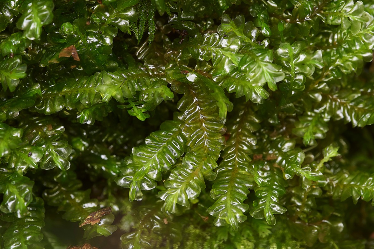 Greater Feather-moss - Foxley Wood 10/11/19