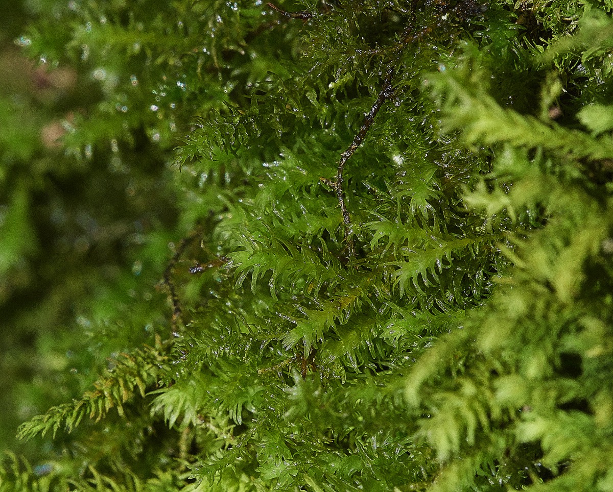 Rambling Tail-moss - Honey Pot Wood 23/03/19