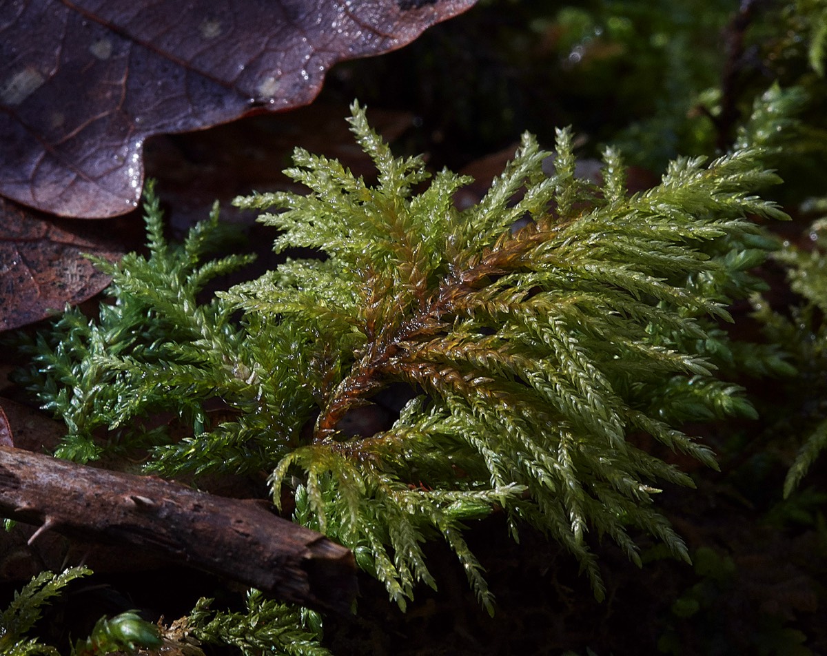 Fox-tail Feather-moss - Pont Gethin 24/02/19
