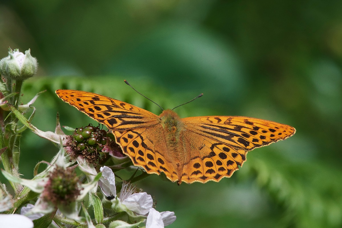 Silver Washed Fritillary  Stonepit Wood 08/07/19