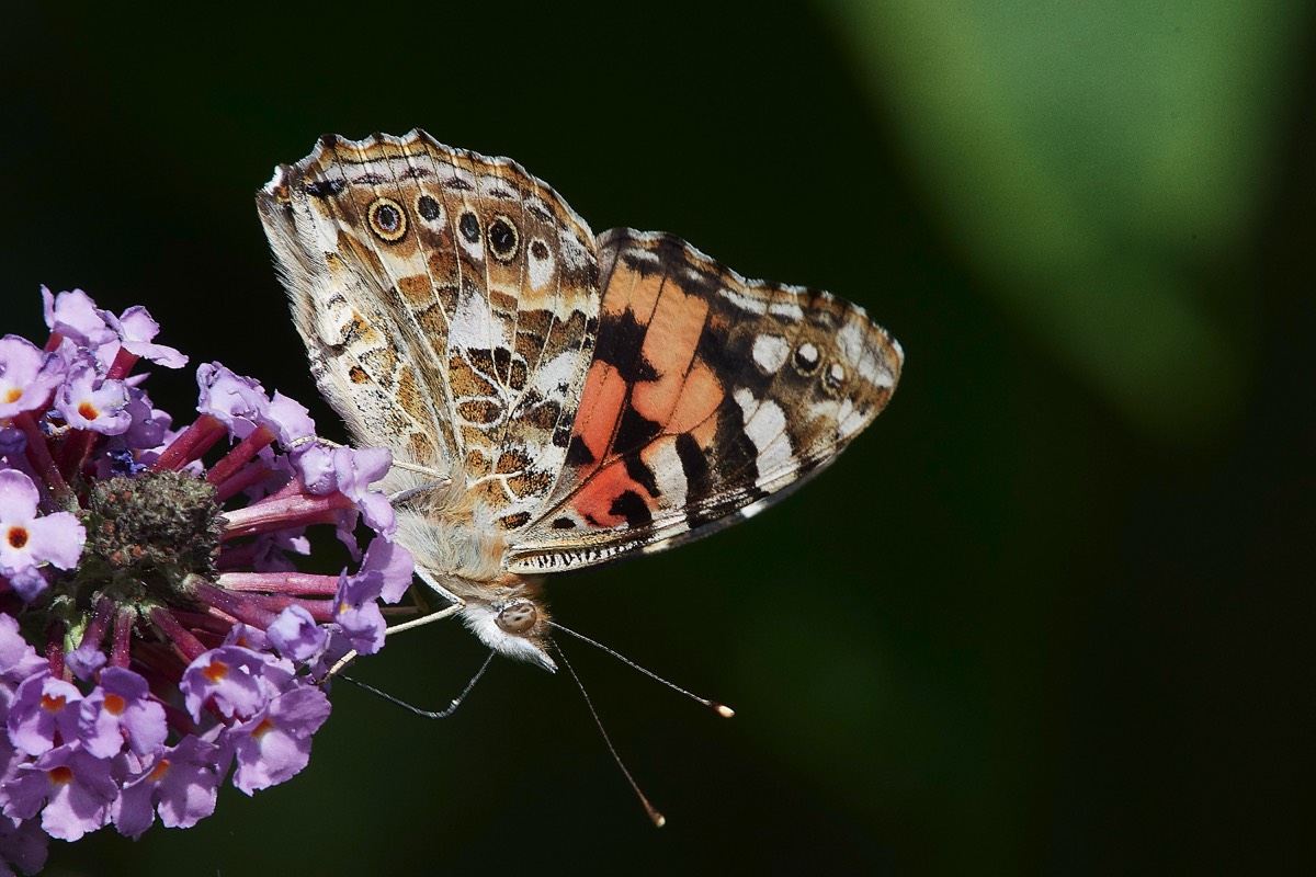 Painted Lady  Selbrigg 29/07/19