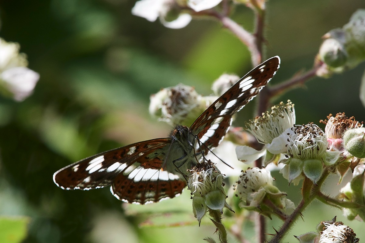 White Admiral Stonpit Wood 02/07/19