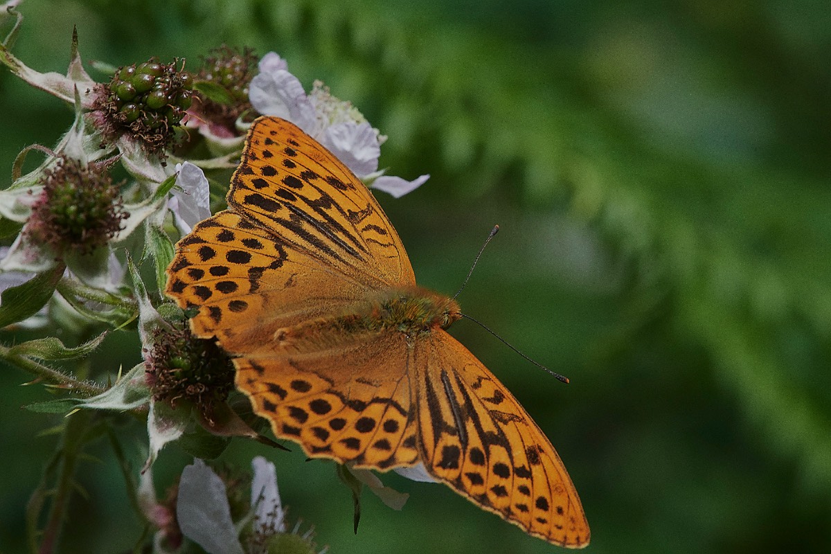 Silver Washed Fritillary  Stonepit Wood 08/07/19