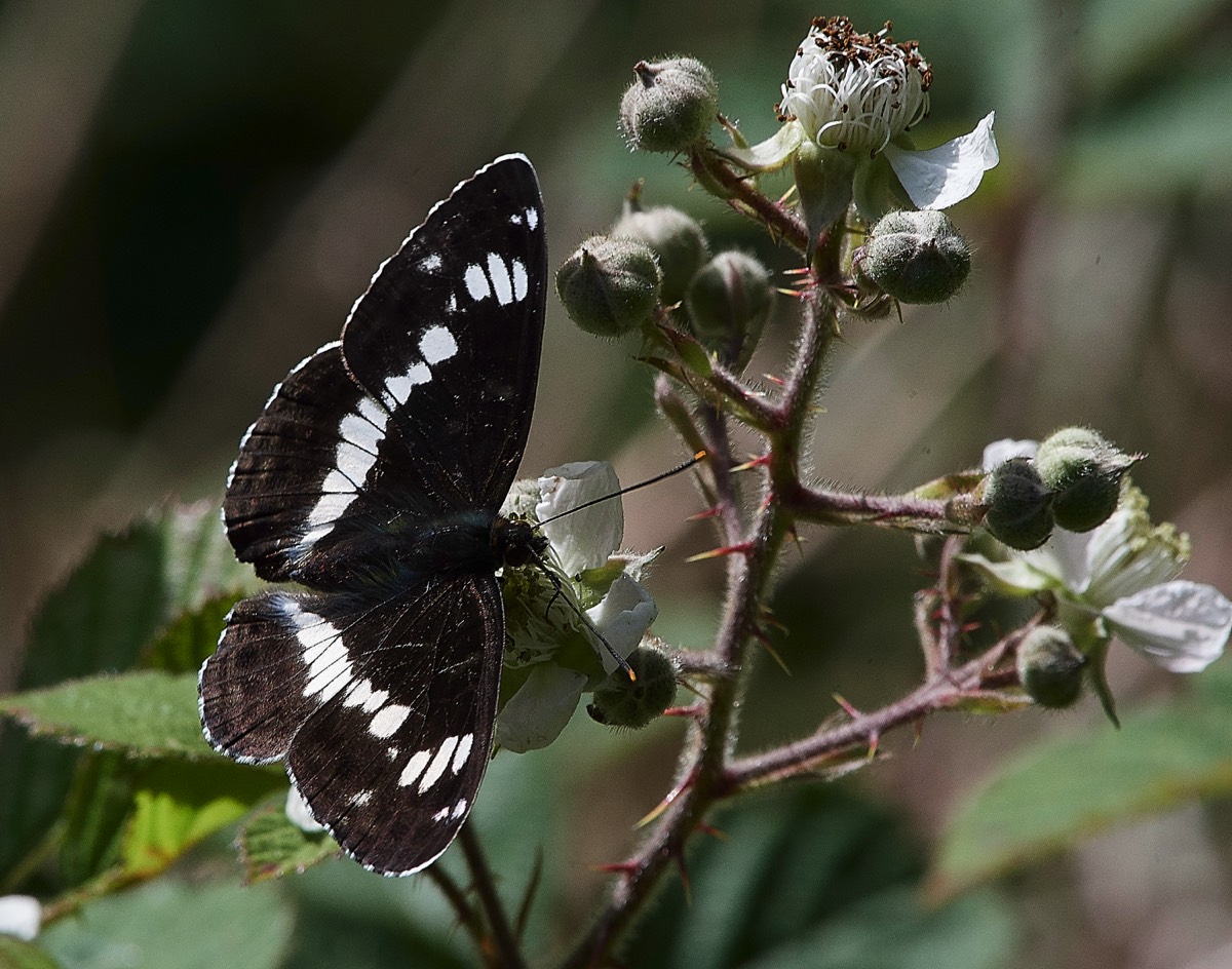 White Admiral Stonpit Wood 02/07/19