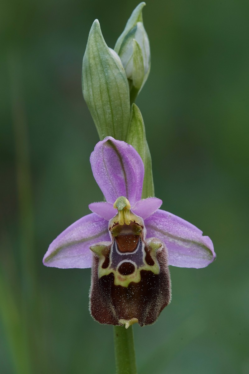 Late Spider Orchid  Mourne Crete 10/04/19