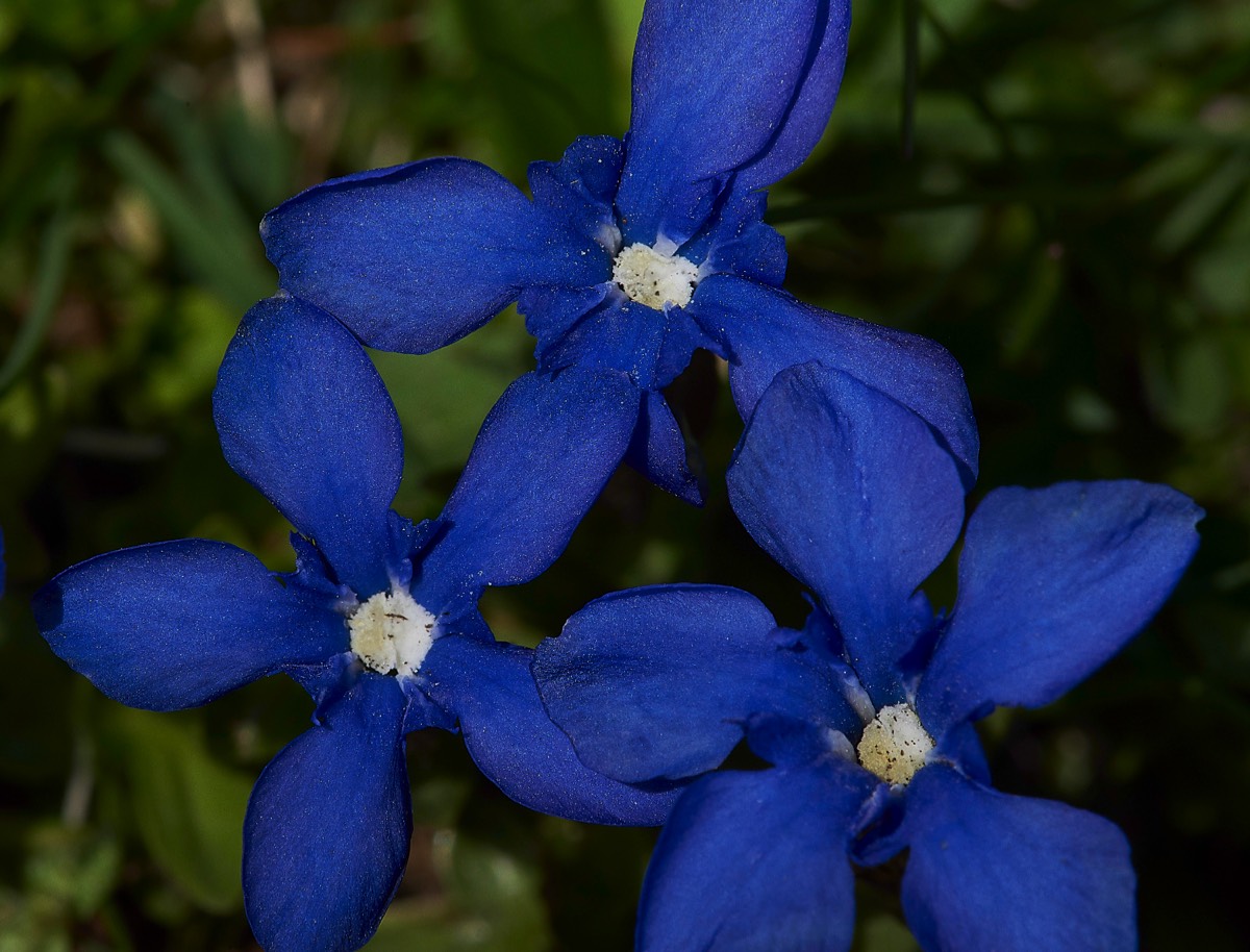 Spring Gentian Lac de Glaube 02/06/19