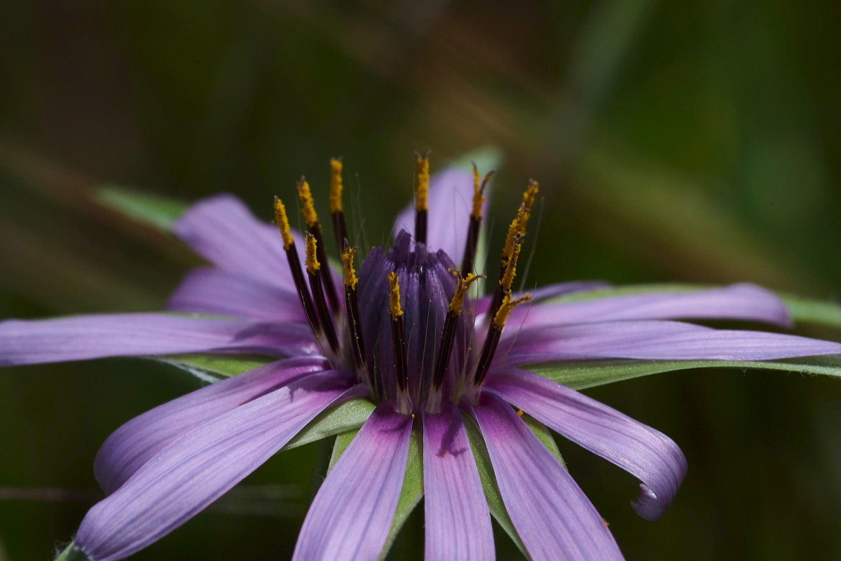 Salsify  Prevelli Rd Crete 10/04/19