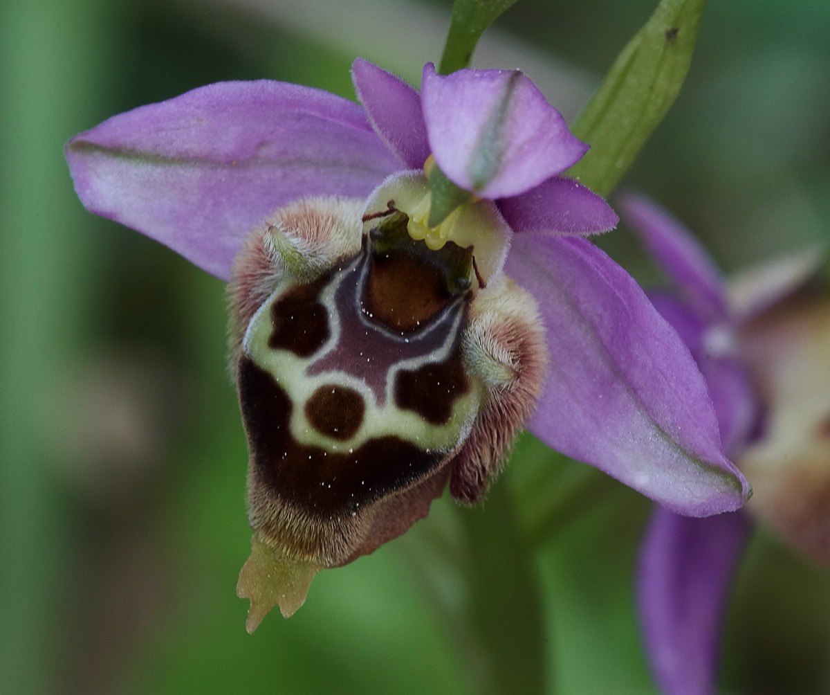 Heldreichs Orchid  Armeni Tombs 13/04/19