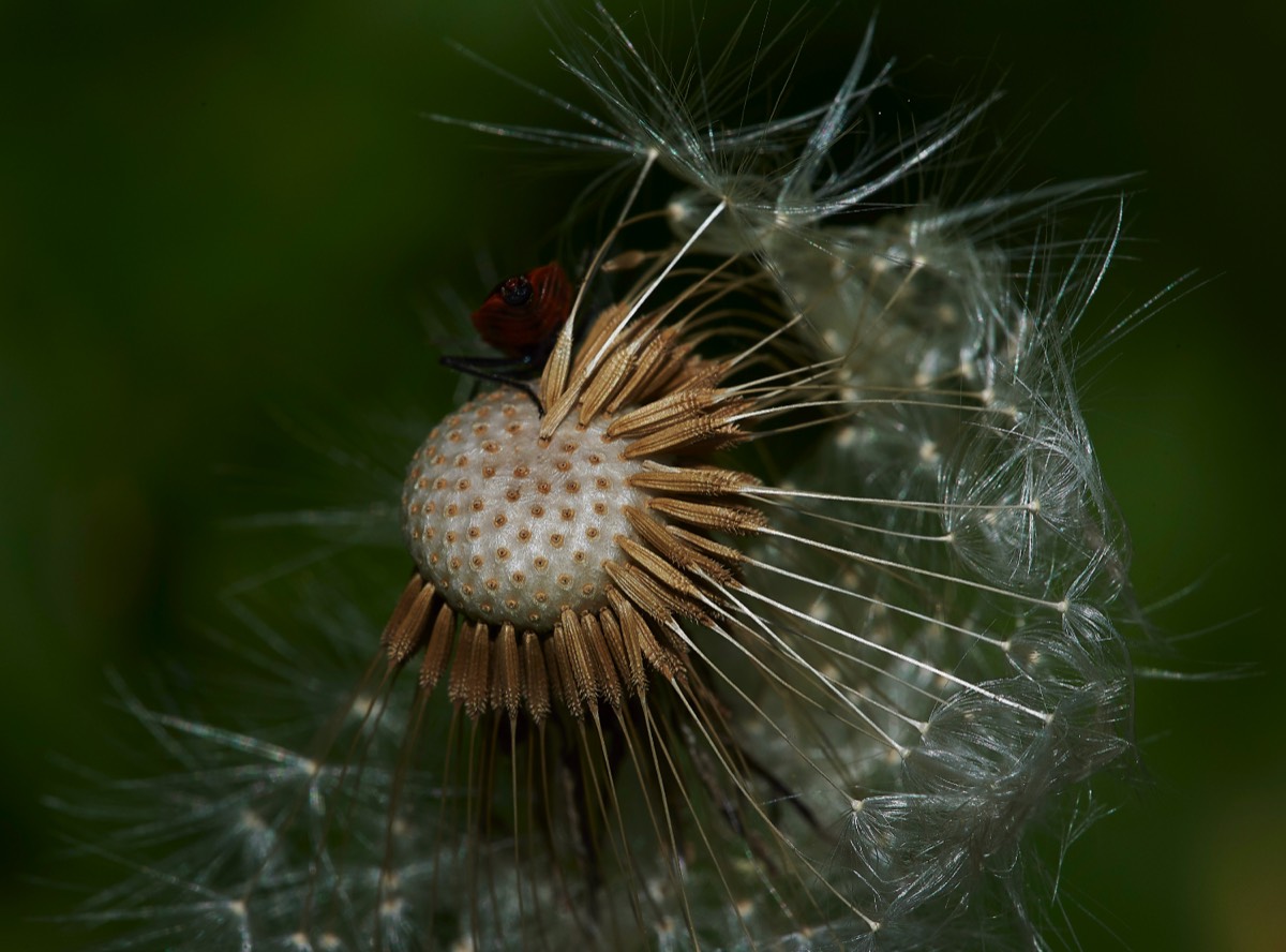 Dandelion Surlingham Church Marsh 14/05/19