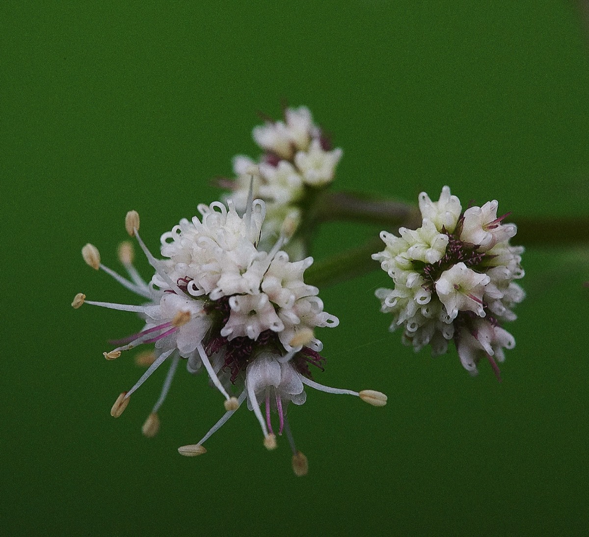 Sanicle   Honey Pot Wood 19/05/19