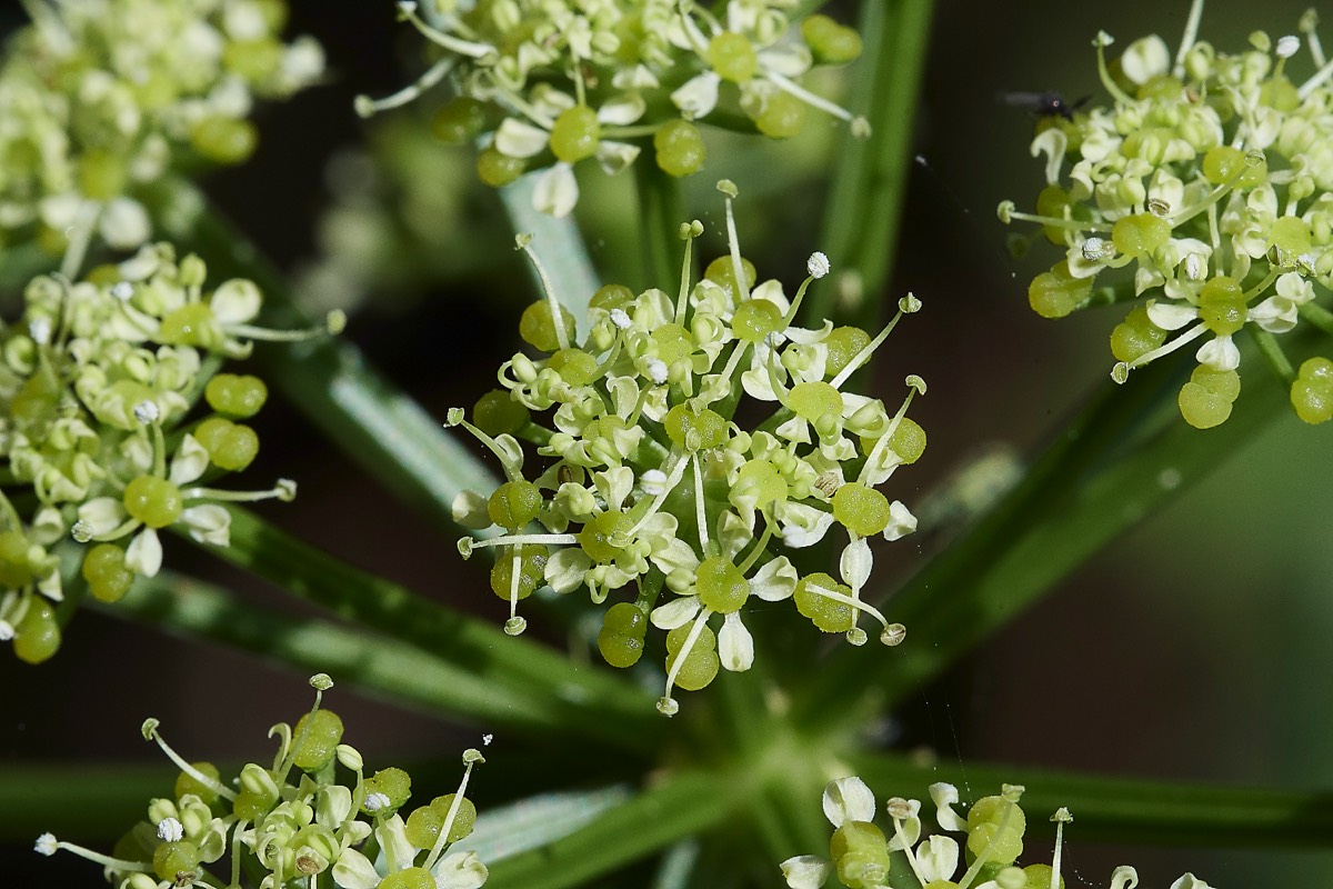 Alexanders  Walsey Hills