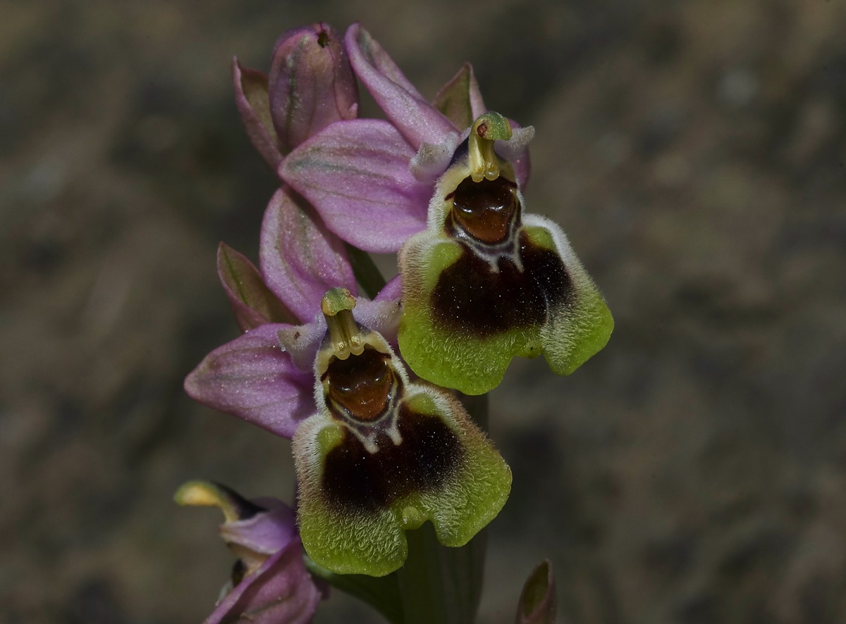 Sawfly Orchid Spilli 12/04/19