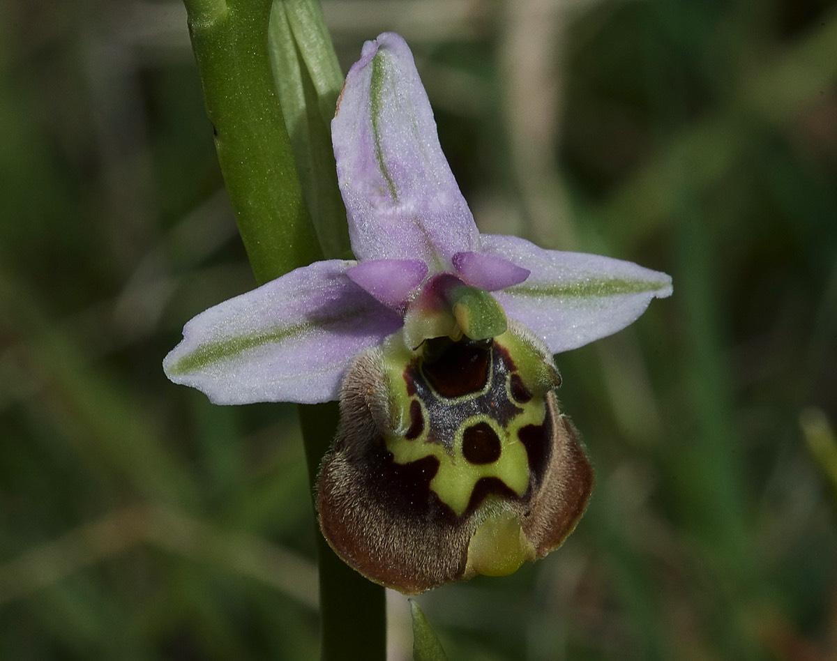 Bishops Orchid  Kali Sakia Crete 09/04/19