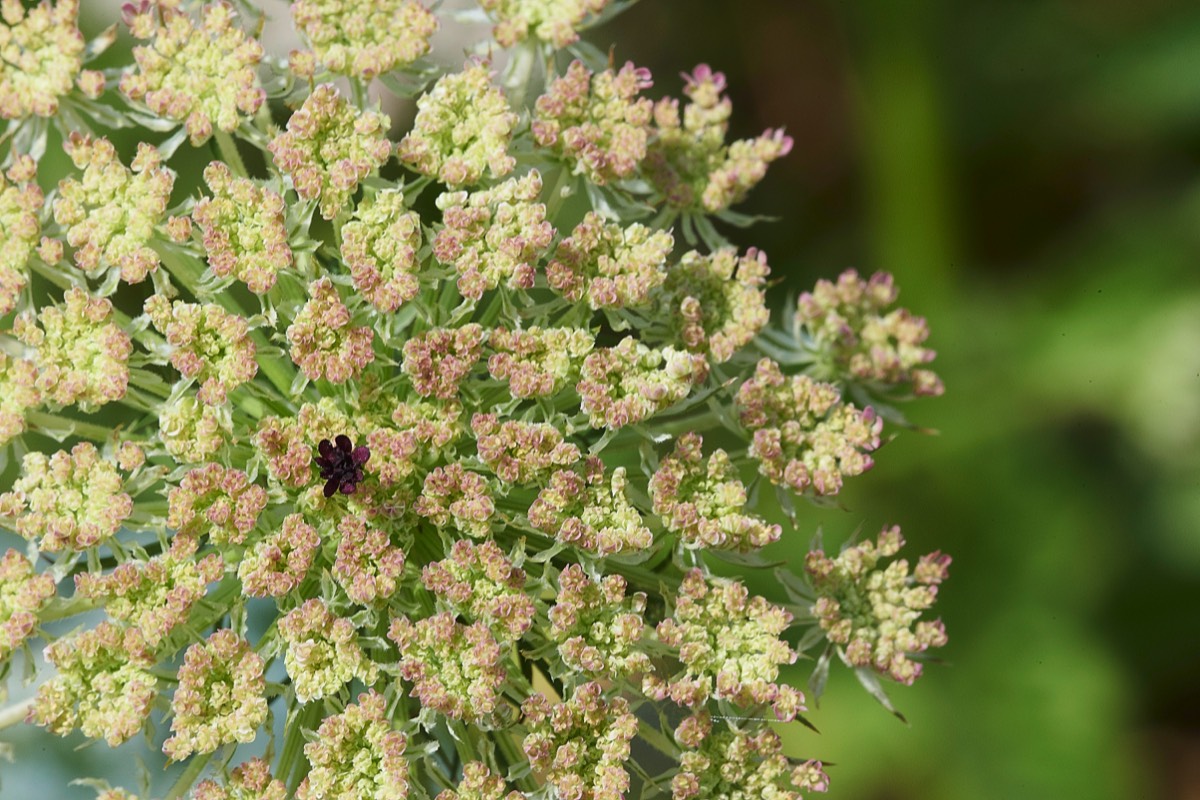 Wild Carrot King