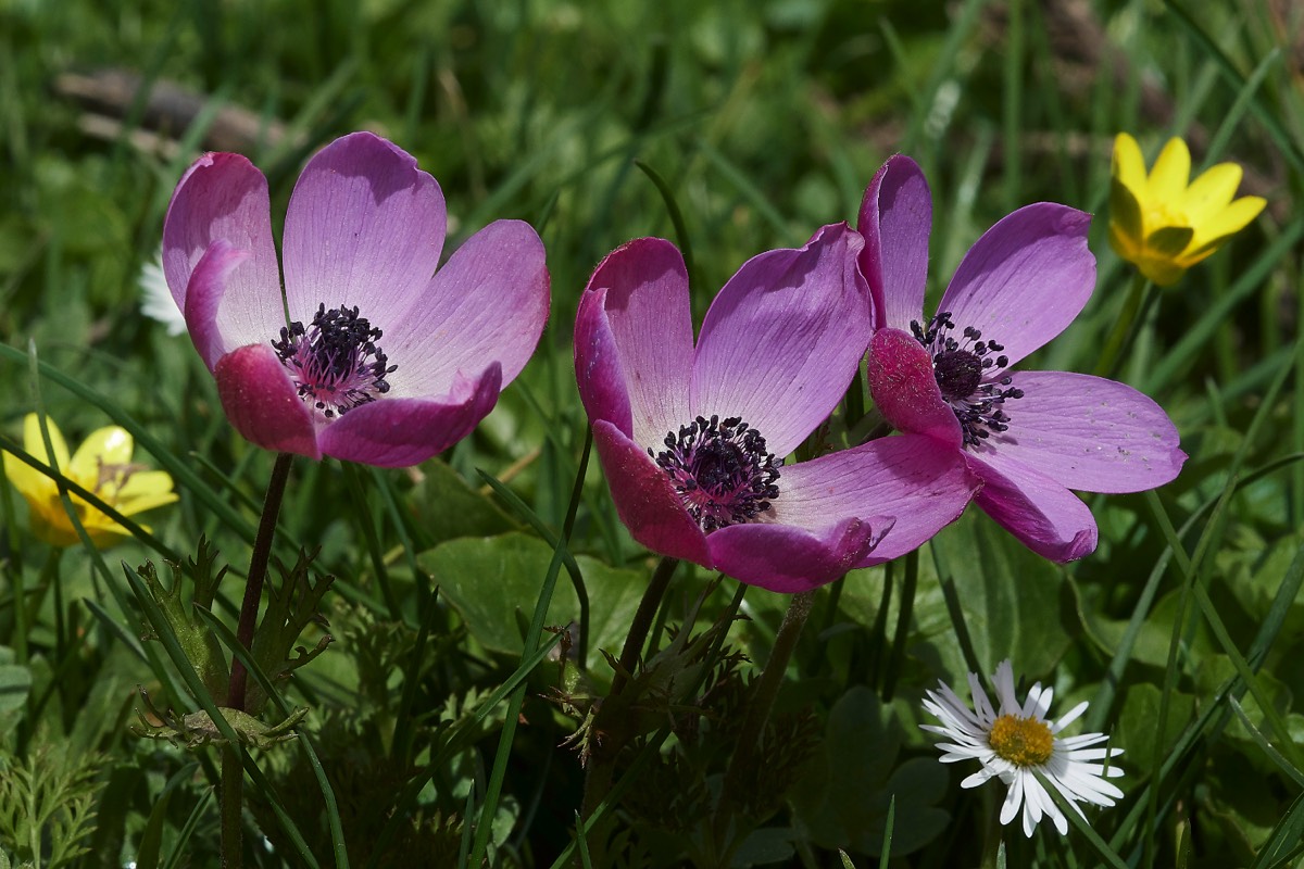 Crown Anemone - Omalos Plateau - Crete 14/04/19