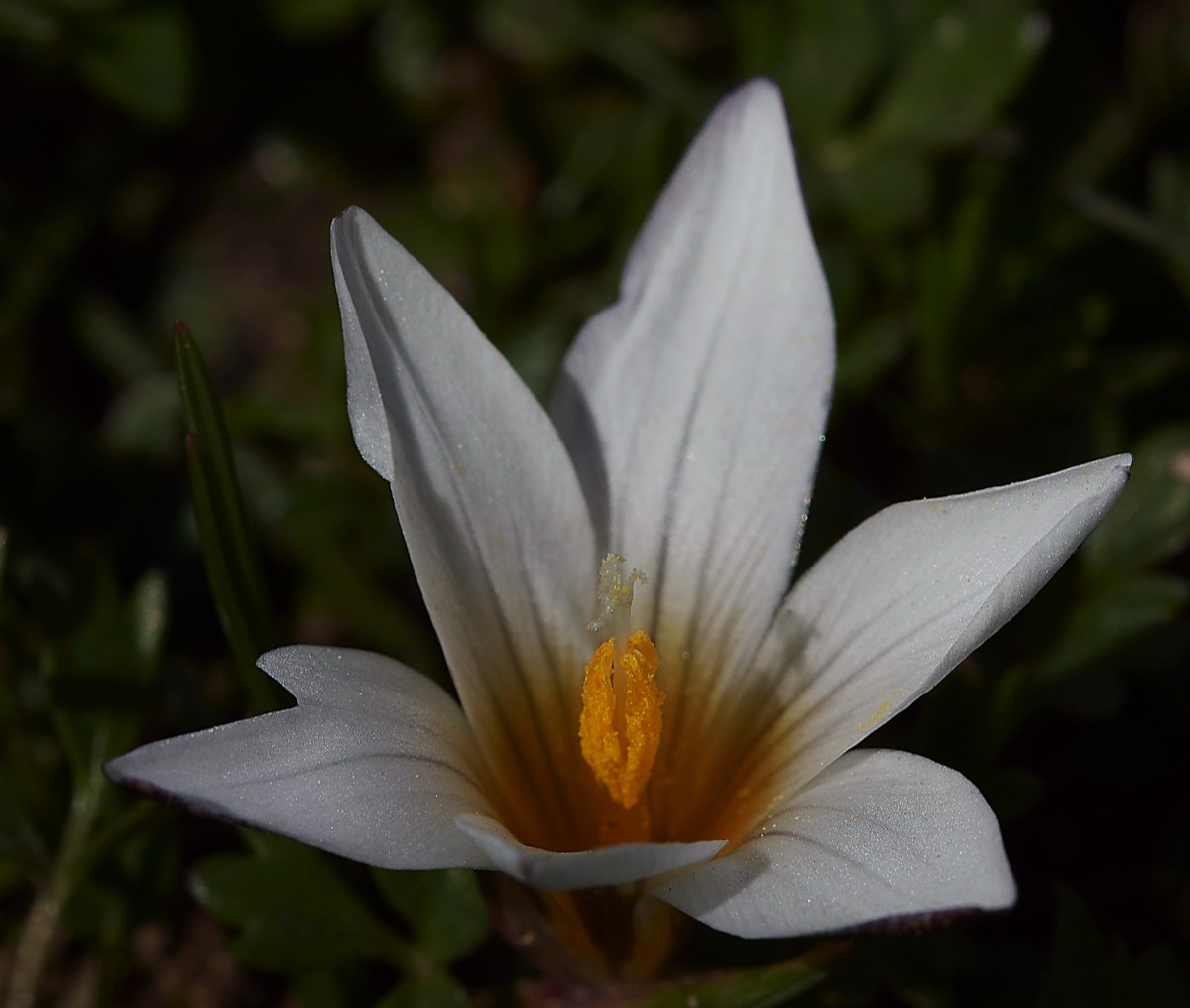 Sand Crocus - Omalos Plateau - Crete 14/04/19