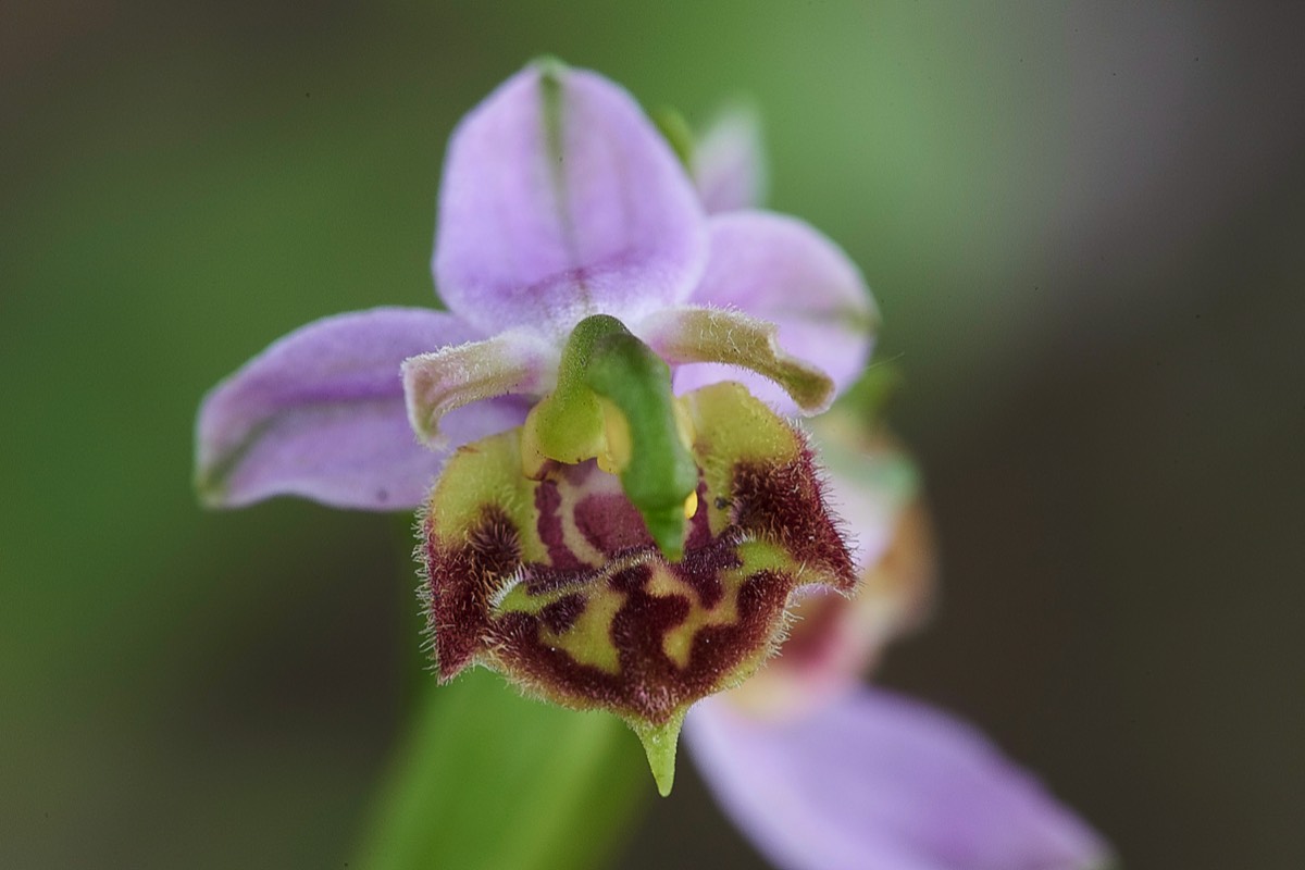 Bee Orchid var belgarum Colney Lane 27/06/19