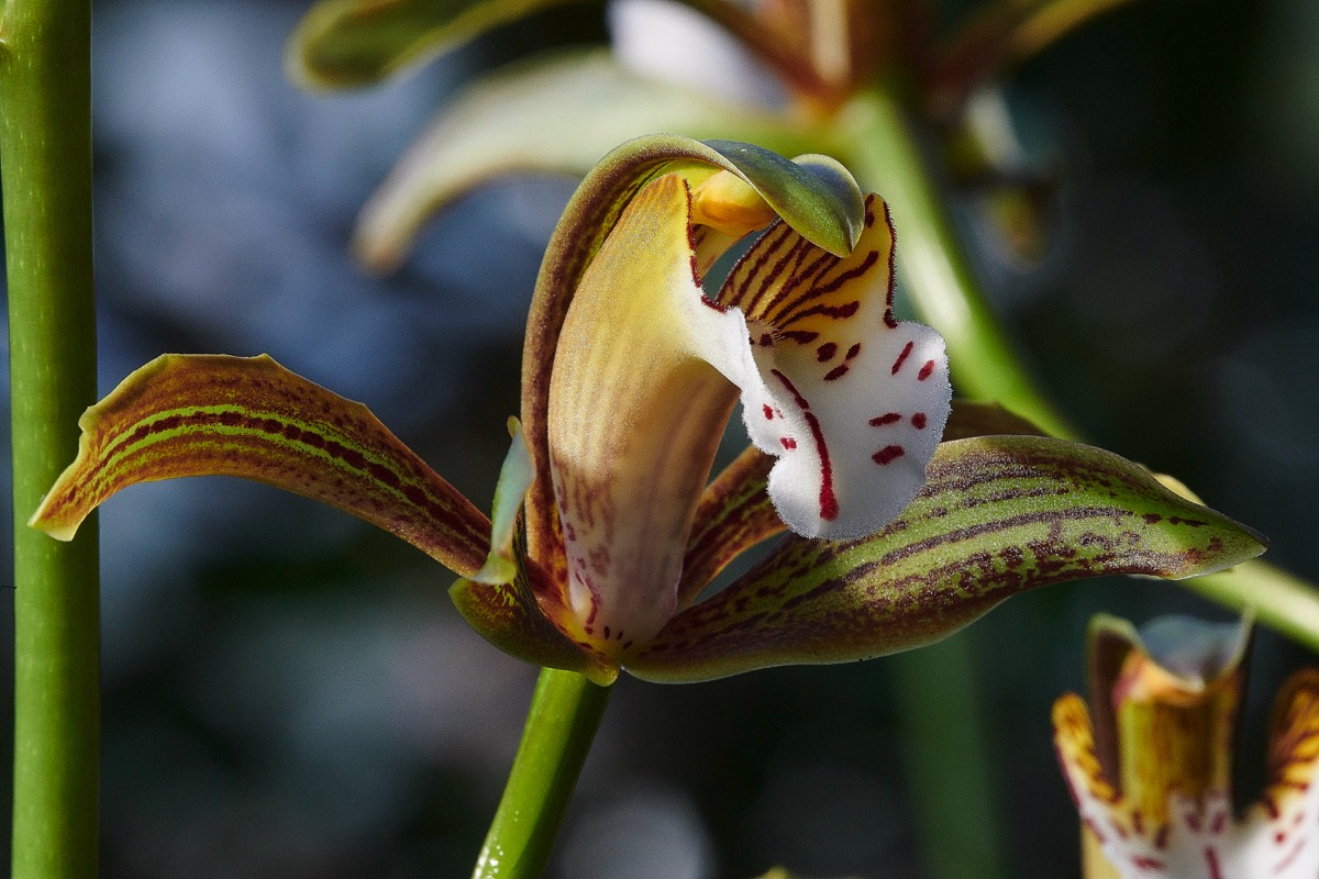 Cymbidium erythraeum - CUBotanic Garden 23/12/19