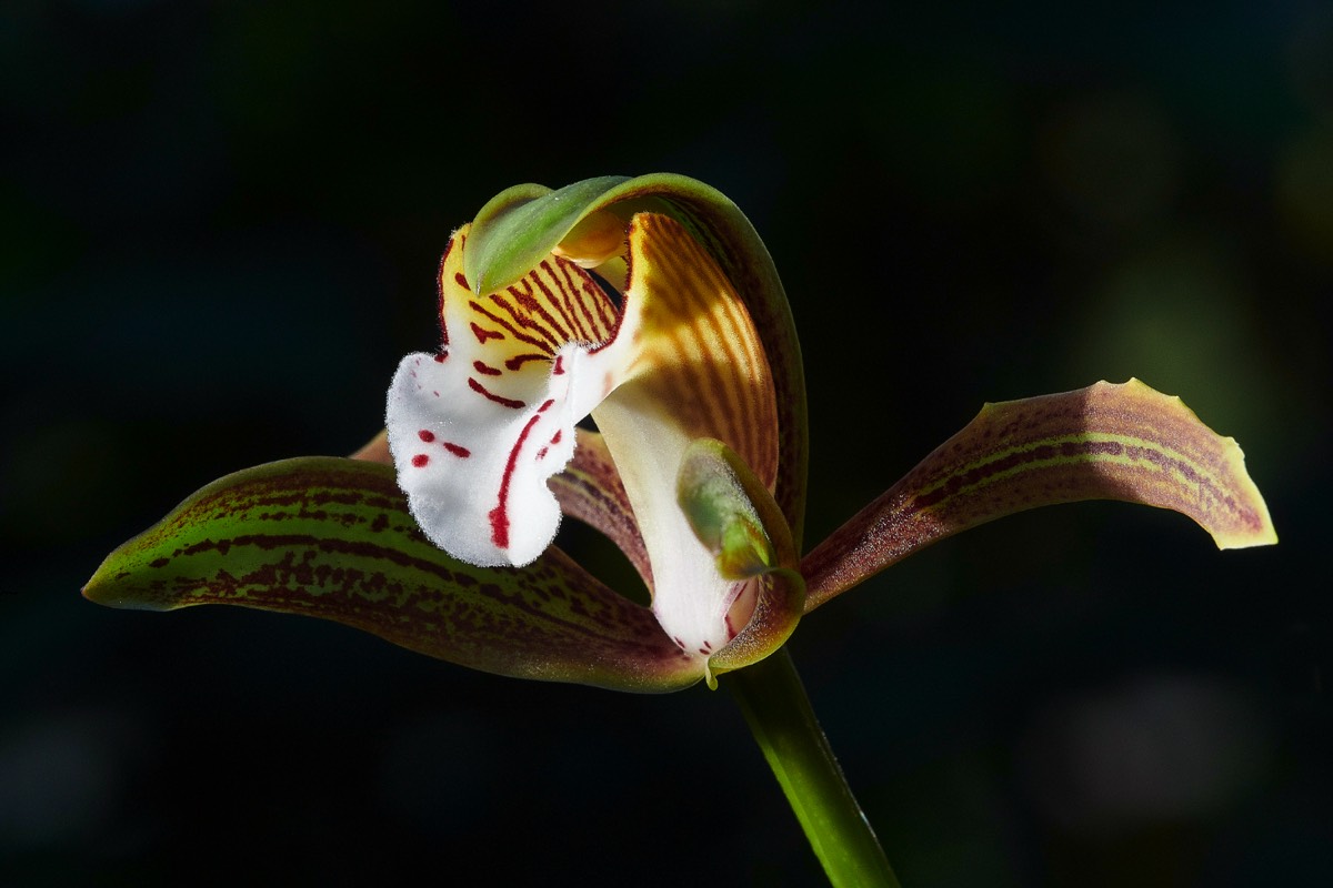 Cymbidium erythraeum - CUBotanic Garden 23/12/19